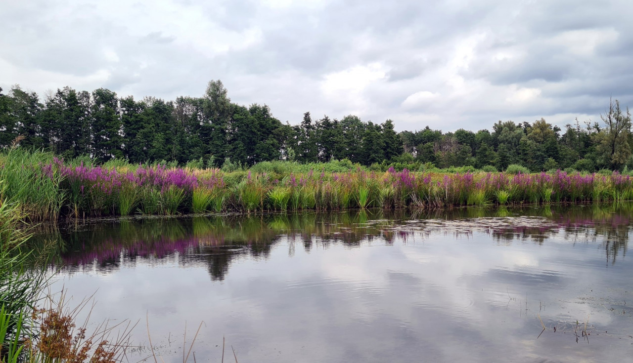 Die große Maasrunde - optimierte Fassung