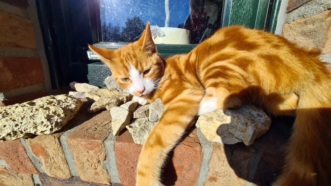 Ein Tag im Goldenen TomBasi Oktober